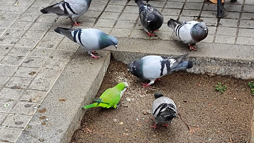 El individualismo acabará con nosotros