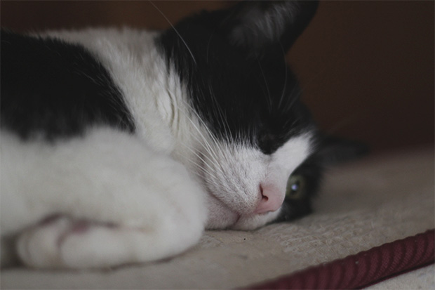 Iris, the one eyed-cat 2016