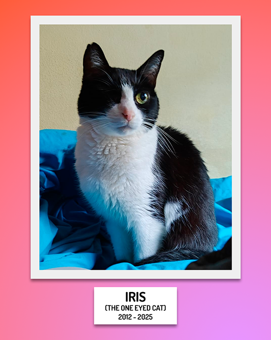 Iris, the one eyed cat 2012 - 2025