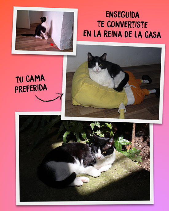 Enseguida te convertiste en la reina de la casa. Iris en su cama preferida.