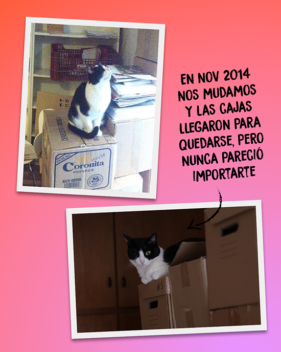 En noviembre de 2014 nos mudamos y las cajas llegaron para quedarse, pero nunca pareció importarte.
