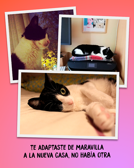 Te adaptaste de maravilla a la nueva casa, no había otra.